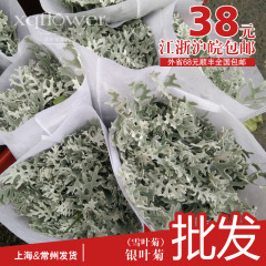 喜庆坊鲜花 银叶菊银雪菊 家庭婚庆鲜花