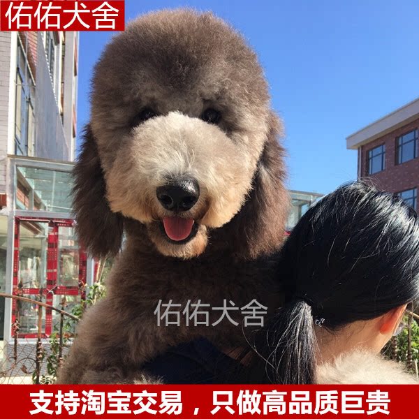 佑佑宠物灰色巨型贵宾幼犬活体纯种宠物狗巨型泰迪大型犬训练服务
