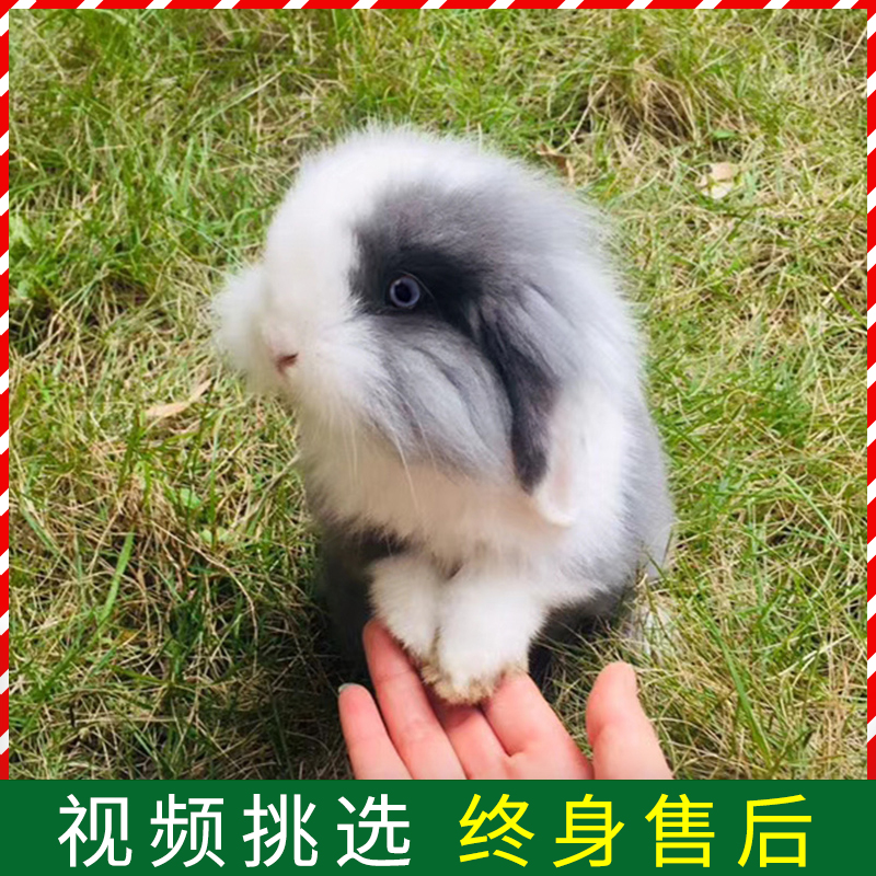 特价迷你宠物活体