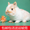 侏儒兔长不大的宠物兔小型垂耳兔活体兔猫猫兔巨型安哥拉兔活物礼|ms 侏儒兔长不大的宠物兔小型垂耳兔活体兔猫猫兔巨型安哥拉兔活物礼|ms