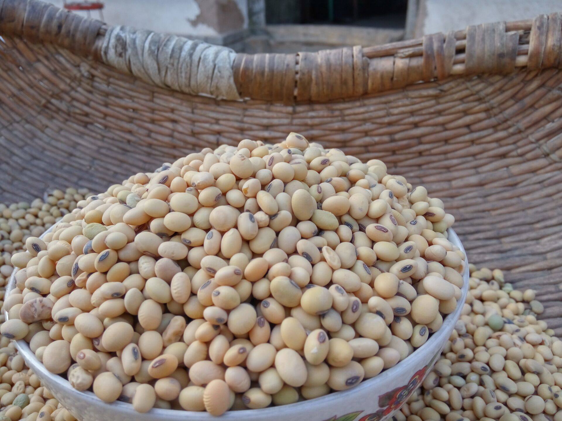 山区老品种黄豆农家自种肾形非转基因黄小豆发芽小黄豆3斤包邮