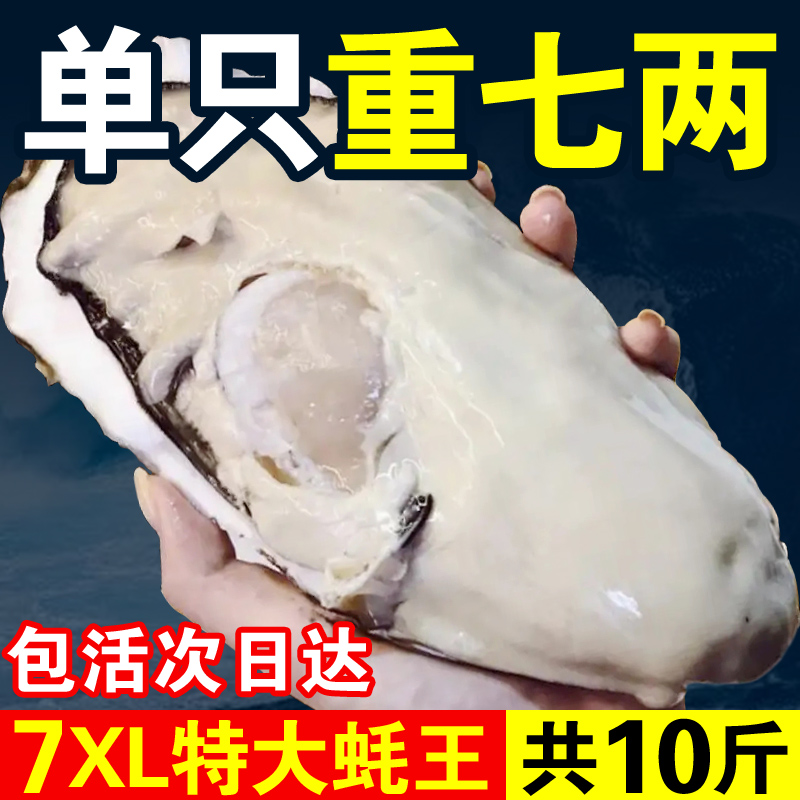 7XL特大蚝王鲜活乳山生蚝新鲜牡蛎超大肉海蛎子10斤海鲜刺身即食