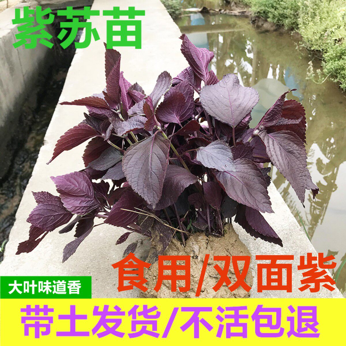 广西玉林正宗大叶紫苏苗新鲜食用去腥双面紫色树苗幼苗盆栽阳台
