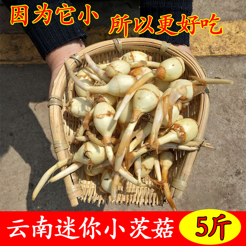 Yunnan Mini Arrowhead 5 pounds fresh Arrowhead Arrowhead Whitehorse Arrowhead Hot Pot Garnishin the Aquatic meat/Fresh fruits and vegetables/Cooked , Fresh vegetables/Vegetable products , Fresh vegetables , Water chestnuts/Horse's hoof category - from Buy2taobao.com to provide professional Taobao agent buy service
