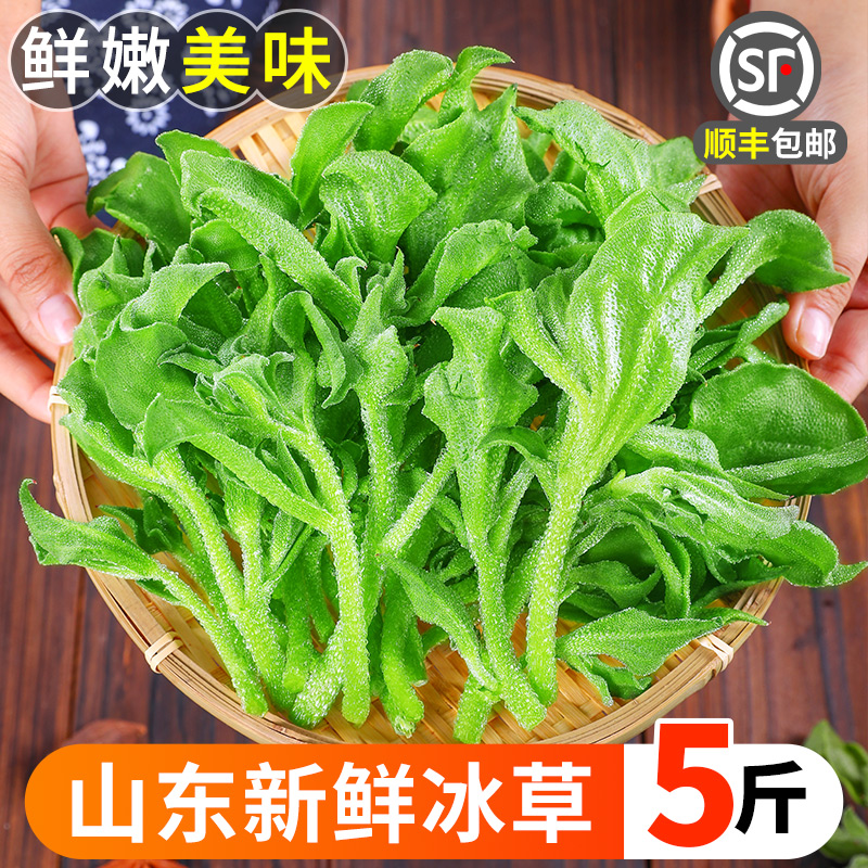 新鲜冰草5斤冰菜蔬菜非洲花冰叶火锅