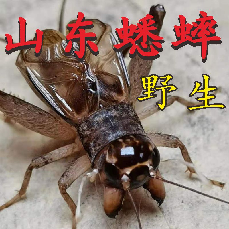 山东野生蛐蛐蟋蟀活体宁阳斗蛐蛐地虫秋虫大头白红牙青三尾罐活虫
