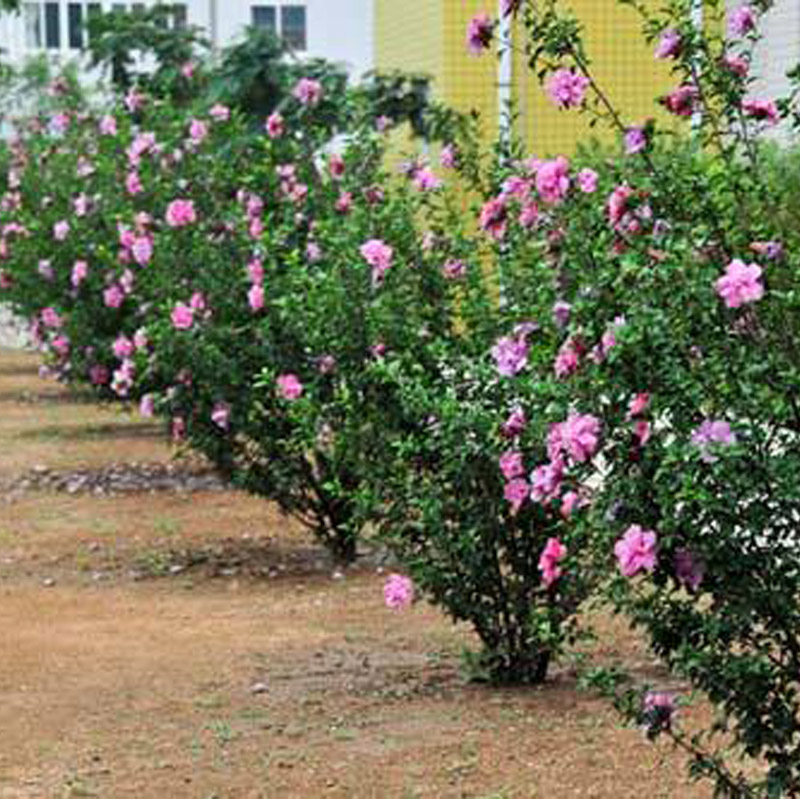 搜索"木槿花苗"的优惠券结果页-搜券网