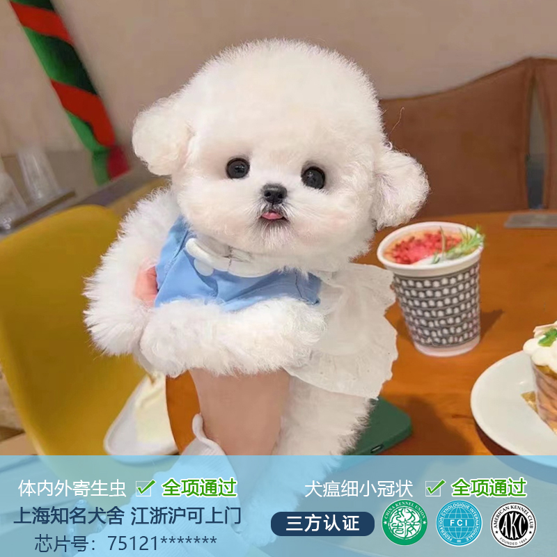 cku赛级纯种比熊幼犬长不大小型犬小体飞耳骑士比熊狗茶杯犬活体