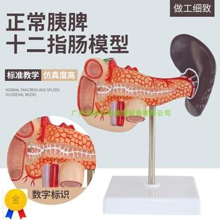 人体肝脏脾胰解剖模型消化系统模型腹腔干肝门静脉肝胰模型
