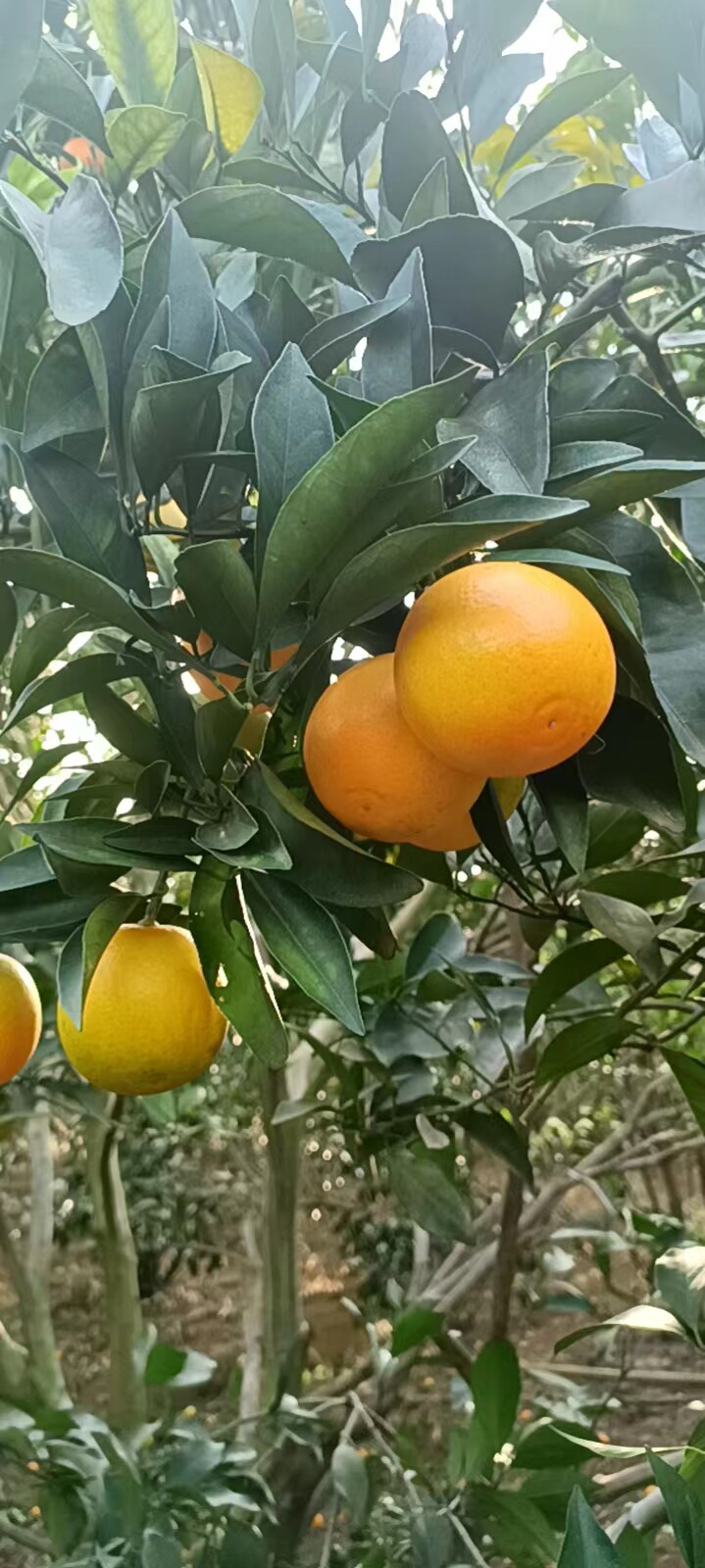 广西龙州红江橙注意太冷地方勿拍全国冻果不售后带点花皮