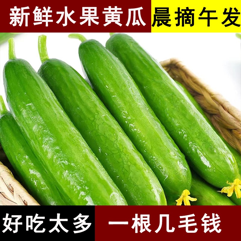 新鲜蔬菜水果黄瓜生吃脆新鲜5斤青瓜荷兰当季脆嫩蔬菜农家