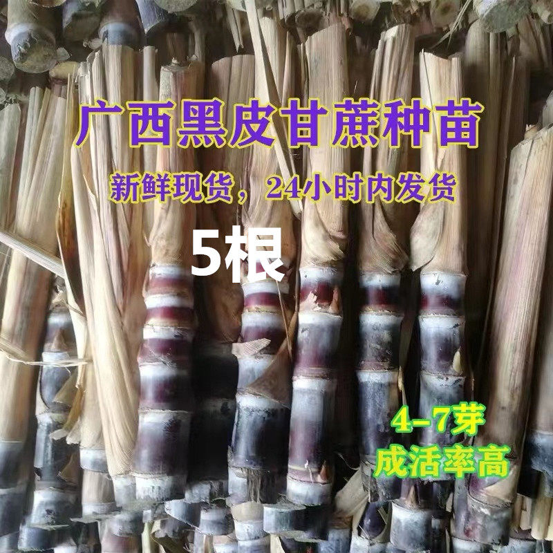 甘蔗苗种黑皮甘蔗种子广西高产红皮多汁甜杆蔗种紫皮苗地栽易种植