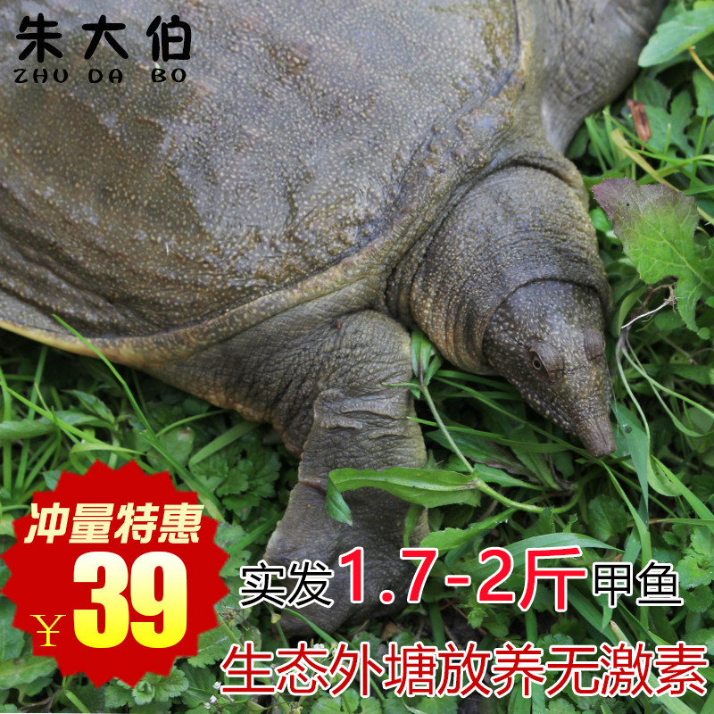 朱大伯鲜活生态外塘野外放养1.7斤甲鱼滋补包邮水鱼中华鳖团鱼王在类目 水产肉类/新鲜蔬果/熟食, 海鲜/水产品/制品, 甲鱼中 - 来自Buy2taobao.com提供专业的淘宝代购服务
