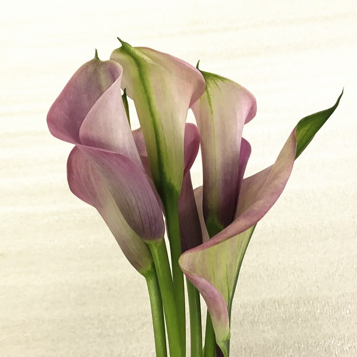 热销马蹄莲粉_悦己插花 进口粉色马蹄莲5枝 海芋婚礼点缀主花 家庭