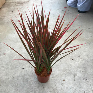 三色铁盆栽室内观叶绿植三色龙血树 五彩千年木盆栽三颗一盆包邮