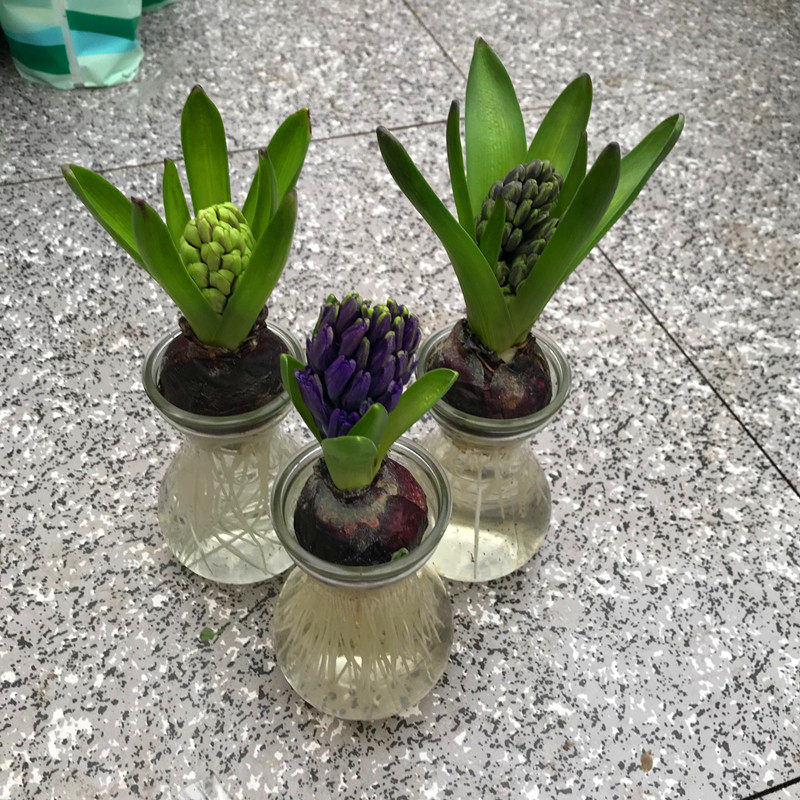 风信子种球大球