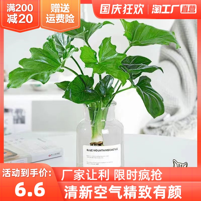 春羽绿植盆栽室内客厅花卉水养水生好