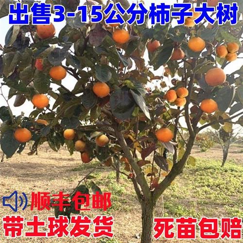 无核脆甜柿子树苗特大带土南方北方种植庭院盆栽地栽阳台黑柿果树