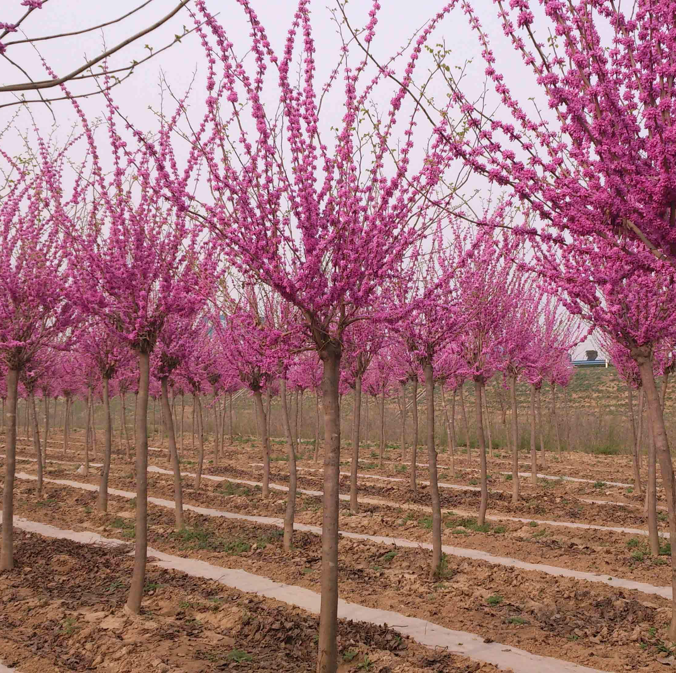 园林绿化苗木树苗庭院植物花卉紫荆苗满条红树苗紫荆花苗紫荆树苗