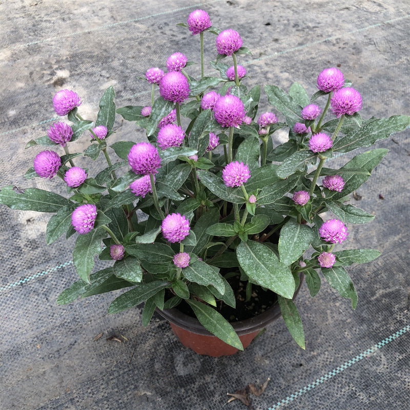 千日粉千日红盆栽花苗带花苞阳台室外花园耐热耐晒好养花卉包邮