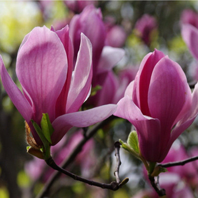 玉兰花树苗庭院紫玉兰花苗白玉兰树苗盆栽红玉兰树苗风景树景观树
