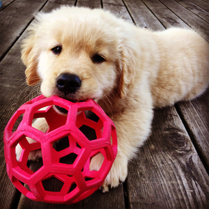 狗狗玩具镂空漏食橡胶网格球大型犬金毛幼犬泰迪耐咬磨牙训练狗球