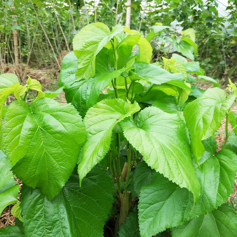 桑叶新鲜养蚕宝宝送蚕卵学生套装蚕叶大小蚕鲜嫩现摘当天发货顺丰