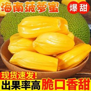 海南三亚菠萝蜜新鲜水果现摘木波罗蜜一整个黄肉红肉整箱批发包邮