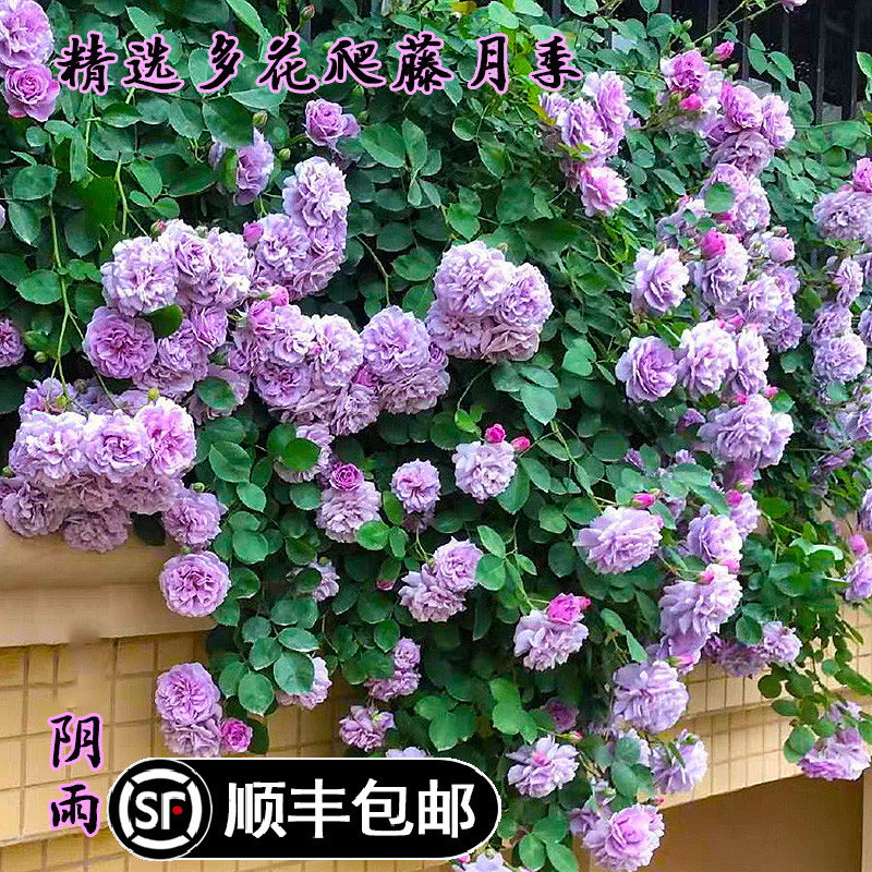 蓝色阴雨藤本月季花苗精选庭院爬藤阳台花园植物花卉蔷薇多季开花