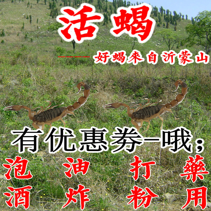 食用蝎子超大活蝎子蝎子活体野生蒙山全蝎礼品装蝎子帝王蝎包邮|ruв категории животное/Животное питание и принадлежностей, рептилии/насекомых и принадлежностей, Скорпион класса - от Buy2taobao.com для оказания профессиональной услуги покупки агента Taobao