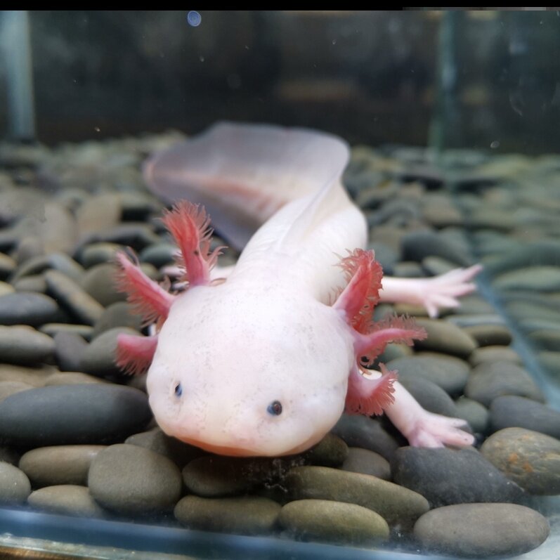 蝾螈六角恐龙鱼霸王大型大号成年体东方稀有最耐养的鱼类包活包损