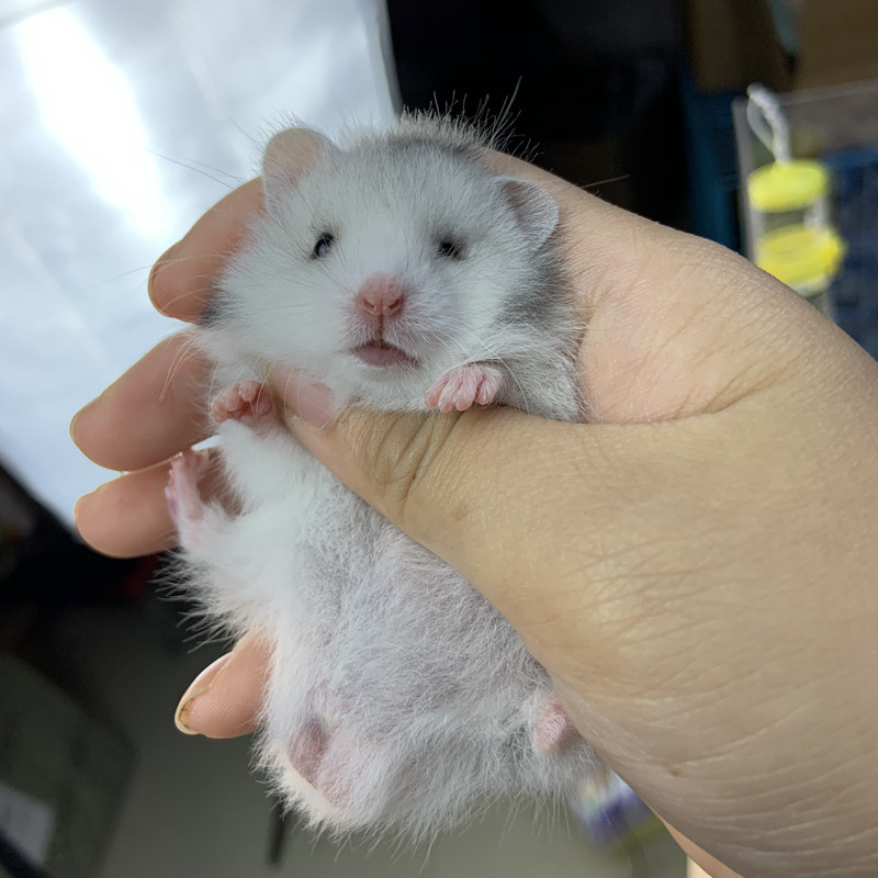 特价金丝熊活体_视频挑选活物纯银熊长毛金丝熊纯合银西施熊超浅纯银