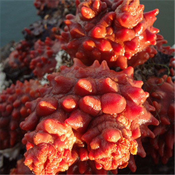 风靡日韩真海鞘海鲜生鲜料理海菠萝海石榴海奶子鲜活发货两份包邮