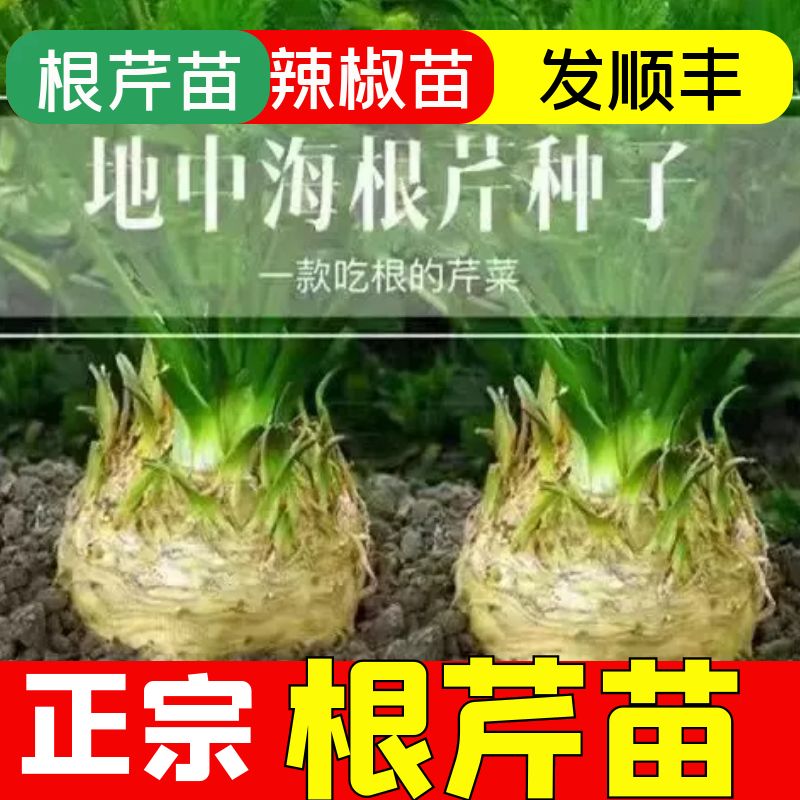 根芹种籽秧苗带土高产脆嫩香芹根芹秧苗四季春秋盆栽阳台高产正宗