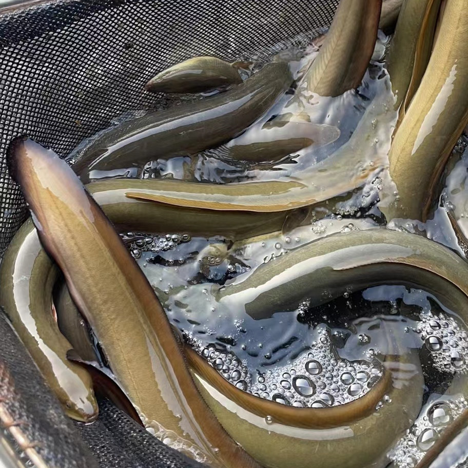 鳗鱼活体优惠专场