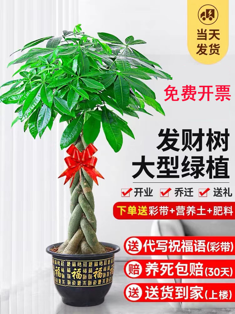 发财树客厅盆栽大室内植物好养易活大型盆景大棵招财树落地绿植