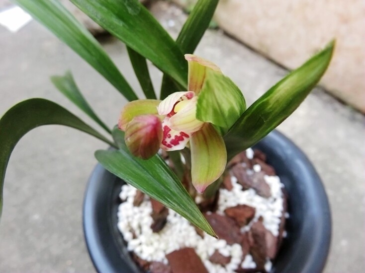 华辉兰苑实物兰花建兰精品矮种水晶开荷型粉色花 (此盆3苗1大芽)