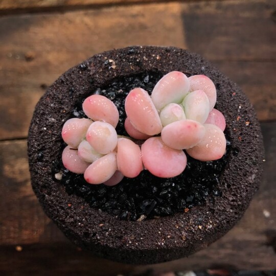 多肉植物洛神双头5颗包邮