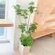 造型鸭掌木盆栽办公室客厅喜阳耐晒吸甲醛大型植物北京同城配送