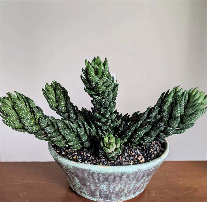 九轮塔九龙塔十二卷属多肉植物盆栽老桩阿福花科稀有品种精品肉肉