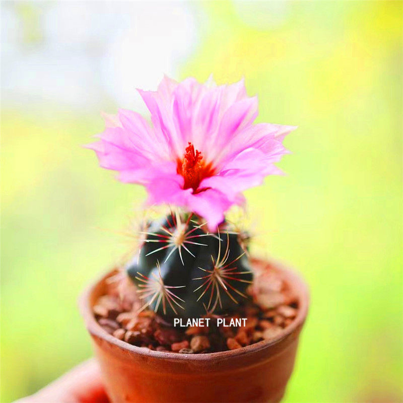 thelocactus bicolor实生大统领仙人球稀有品种精品仙人掌植物花