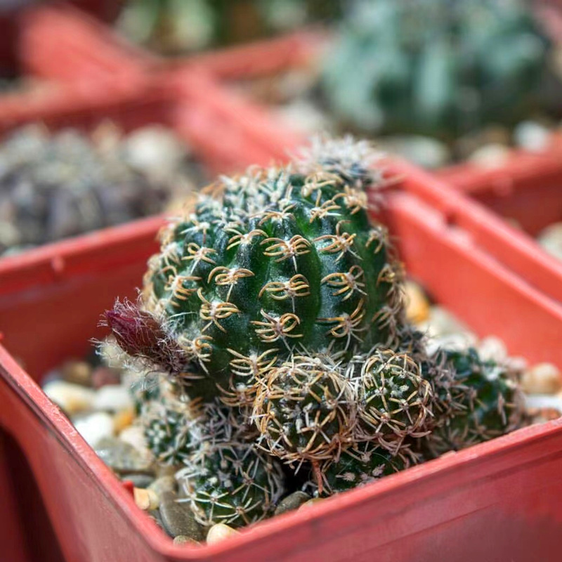 乌艳仙人球小盆栽方便面多肉植物红花大花曲精品多肉植物