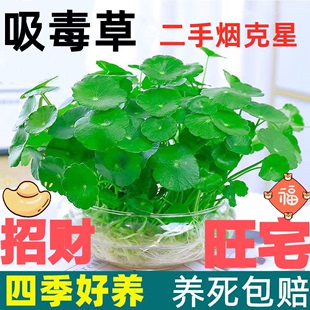 纯水培铜钱草石子四季常青阳台水养植物土盆栽室内绿植花卉吸甲醛