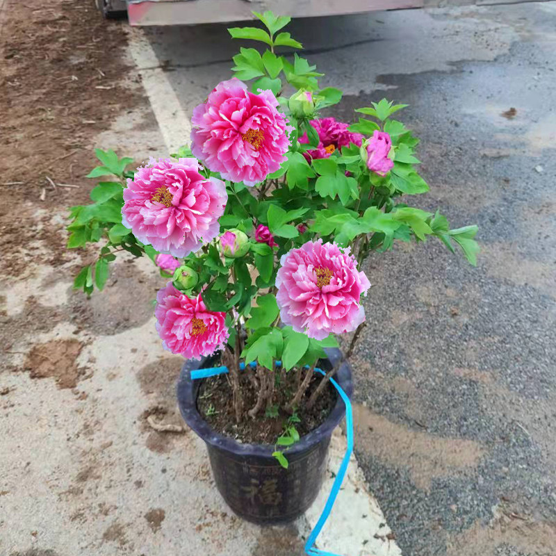 牡丹花苗大苗正宗精品牡丹王洛阳易活带花苞重瓣花卉植物室内盆栽