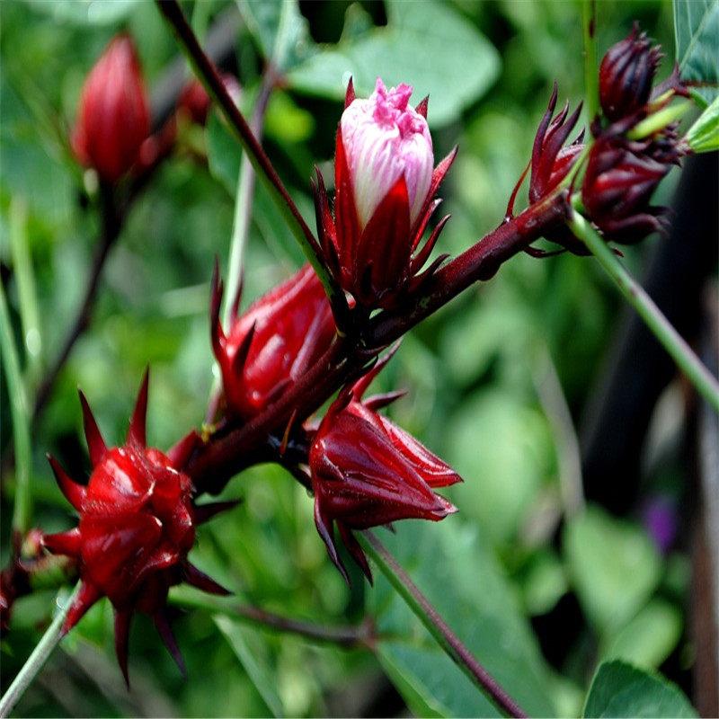 红桃k苗玫瑰茄苗洛神花苗地栽盆栽苗红桃k树苗阳台庭院植物苗木