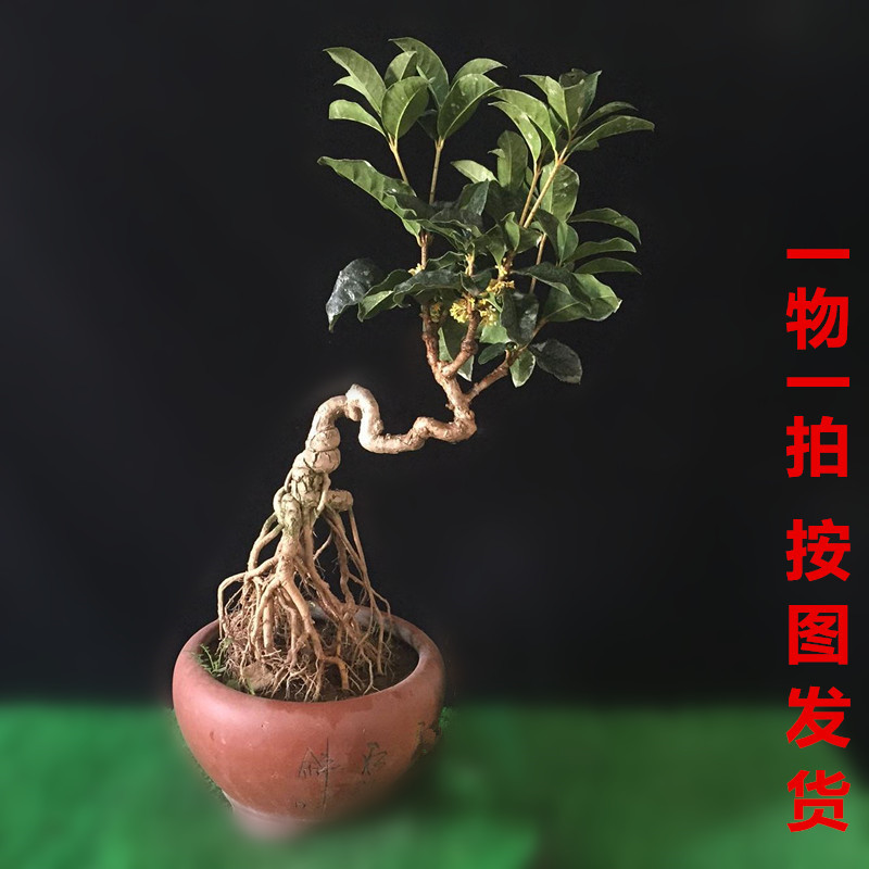 桂花盆景盆栽金桂日香桂丹桂提根桂花树桩桂花树苗阳台庭院植物