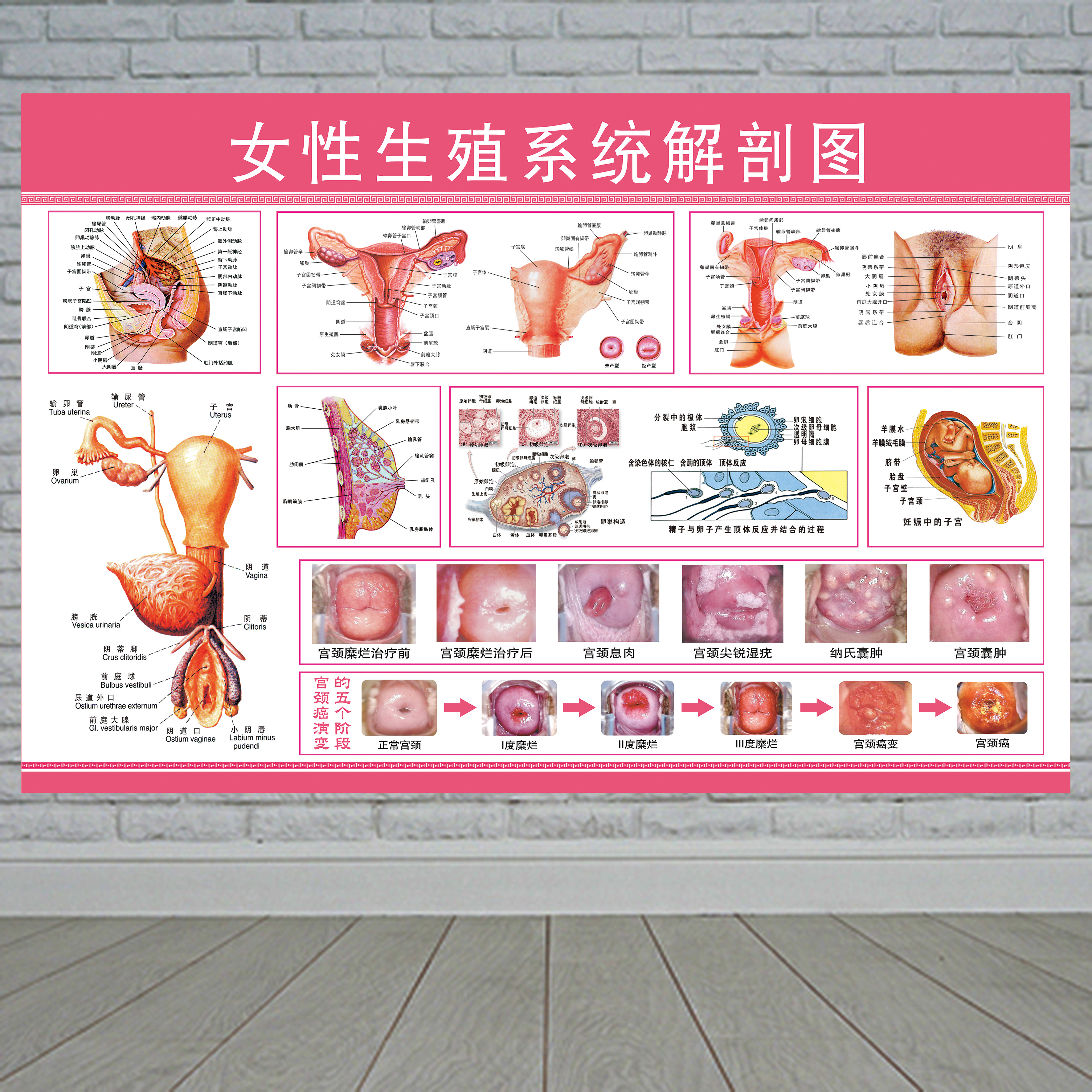 生殖女器女性解剖图人体
