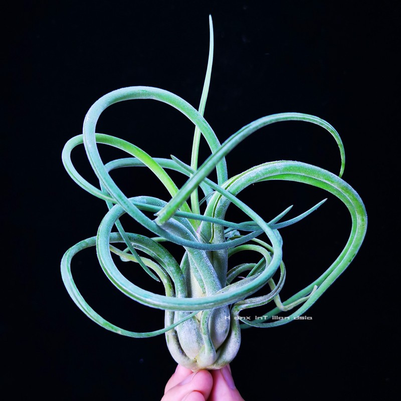 空气凤梨tmedusae美杜莎无土植物室内客厅阳台桌面绿植花卉小盆栽