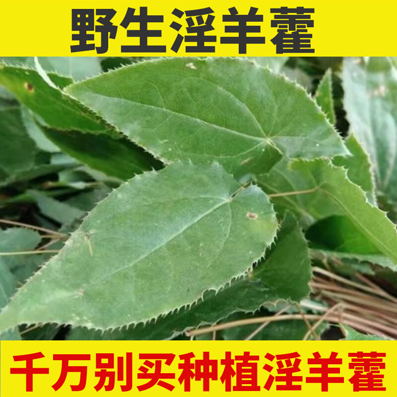 淫羊藿 野生 500g_野生淫羊藿中药材秦岭淫羊霍羊合叶洋火叶锁阳肉