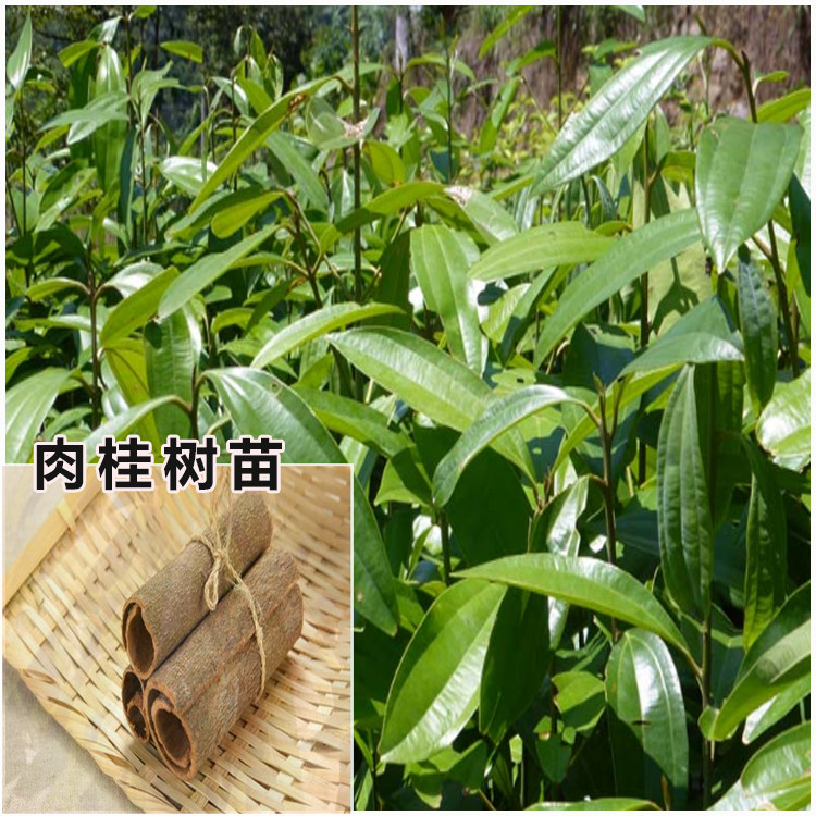 肉桂树苗 又称桂皮树 桂木 中国药材陈桂 肉桂 中国肉桂 玉桂肉桂